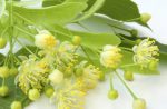 Липовый цвет для похудения: рецепты
